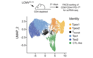 從線粒體功能入手，改善腫瘤免疫療法