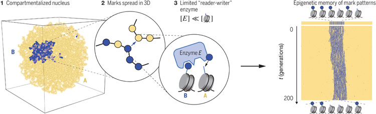 我們的染色質(zhì)及其在細(xì)胞周期中的動(dòng)力學(xué)模型揭示了穩(wěn)定表觀遺傳記憶的三個(gè)關(guān)鍵要素