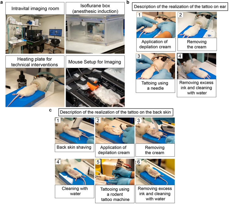 設(shè)置活體小鼠體內(nèi)顯微鏡跟蹤相同的克隆