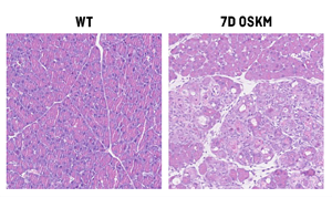 Nature Metabolism：原來維生素B12也在細(xì)胞重編程和組織再生中起關(guān)鍵作用