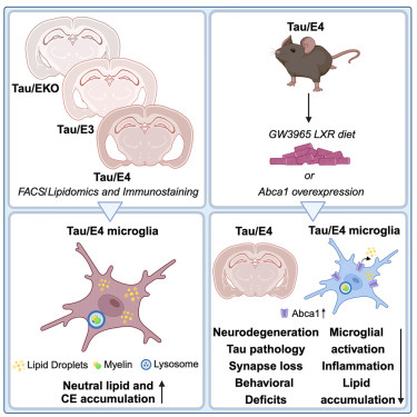 載脂蛋白E（APOE）是晚發(fā)性阿爾茨海默病的一個(gè)強(qiáng)的遺傳風(fēng)險(xiǎn)因素