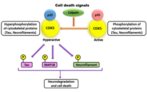 脊髓性肌萎縮的新靶點(diǎn)