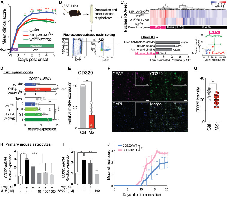 
FTY720 restores CD320 expression that is downregulated in EAE and MS lesions and is essential for protecting against neuroinflammation
FTY720恢復(fù)CD320的表達(dá)，CD320在EAE和MS病變中下調(diào)，對(duì)預(yù)防神經(jīng)炎癥至關(guān)重要