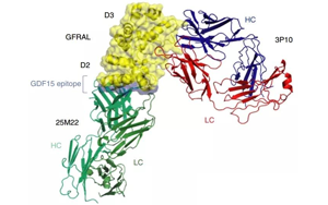 《Nature》竟然是胎兒分泌的激素導(dǎo)致孕吐？