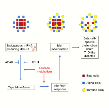 胰腺β細胞中有缺陷的RNA編輯會導(dǎo)致內(nèi)源性雙鏈RNA的積累，導(dǎo)致腸間反應(yīng)、炎癥和胰島破壞