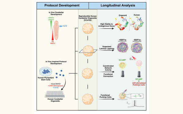《Cell Stem Cell》改變游戲規(guī)則的類器官模型