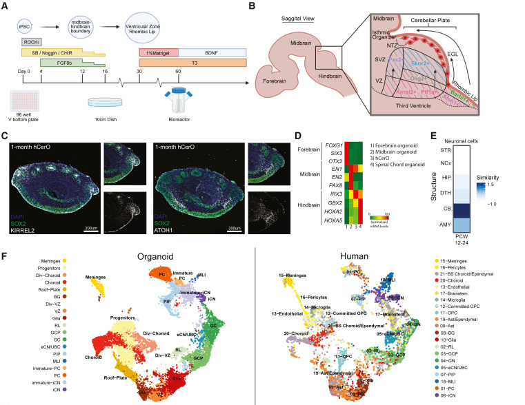 人類小腦類器官（hCerOs）可復(fù)制地產(chǎn)生人類CB的細(xì)胞多樣性