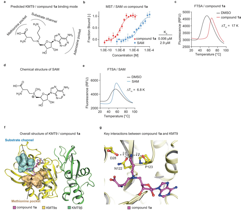 KMT9雙底物抑制劑的鑒定