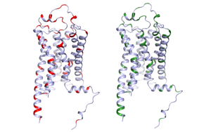 血清素的秘密:TAAR1對精神障礙的隱性影響