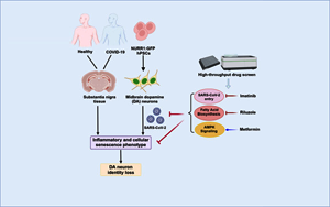 Cell Stem Cell：SARS-CoV-2可以感染多巴胺神經(jīng)元，導致衰老