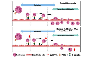 《Cell》身體發(fā)炎，究竟是誰負責精準地招募中性粒細胞？