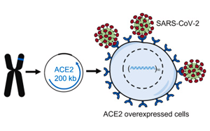 科學家在小鼠細胞中制造新冠病毒受體蛋白