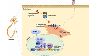 PNAS：新技術(shù)讓癌細胞更容易暴露出來