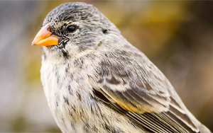 一個物種是如何變成許多物種的?科學家已經(jīng)證實了達爾文的假說