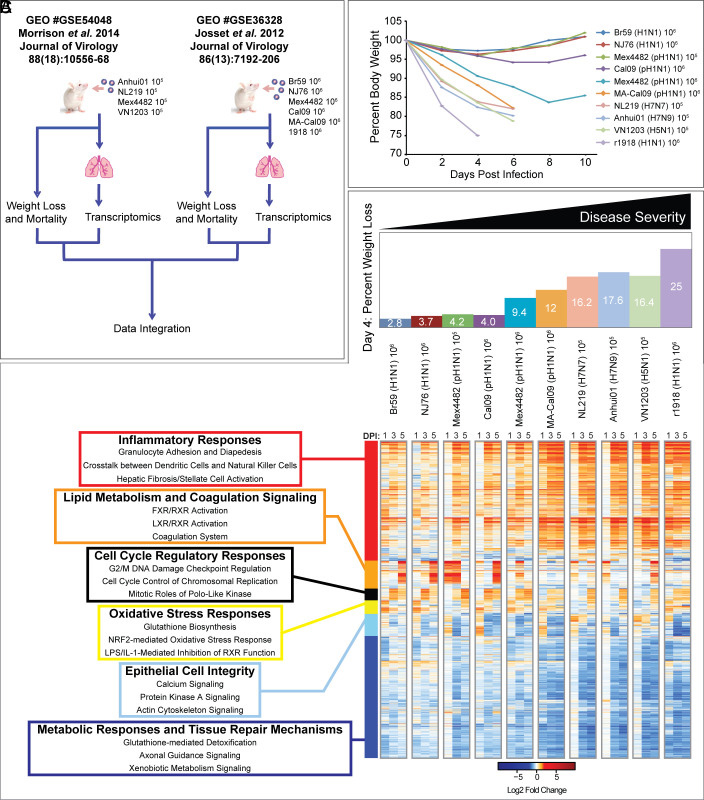 通過(guò)炎癥、代謝、細(xì)胞周期和組織修復(fù)基因表達(dá)的宿主反應(yīng)差異來(lái)區(qū)分流感疾病