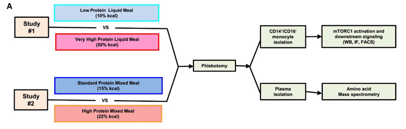 #1研究評估了極限攝入液態(tài)餐中蛋白質對單核細胞mTORC1激活和下游功能的影響。