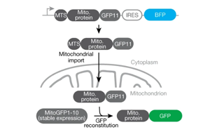 《Nature》重新定義癡呆癥治療，UCB科學(xué)家有了新突破