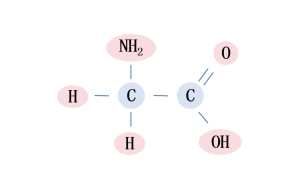 甘氨酸-小身體，有大能量