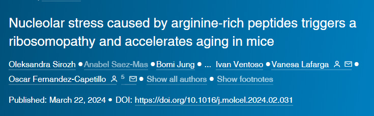 由含較多精氨酸片段的多肽導(dǎo)致的核應(yīng)激會(huì)觸發(fā)小鼠核糖體病變并加速其衰老
