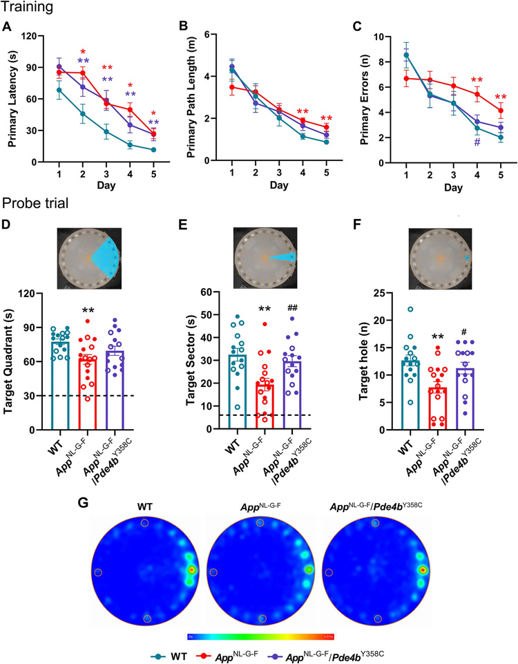 用Barnes迷宮實(shí)驗(yàn)評估亞形態(tài)PDE4B對AppNL-G-F小鼠空間記憶的保護(hù)作用