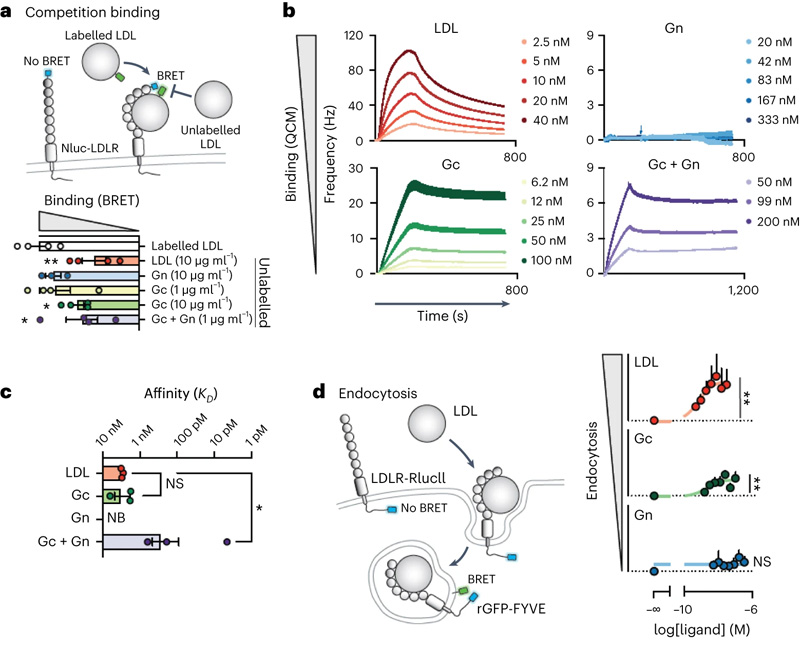 CCHFV糖蛋白與LDLR的結(jié)合誘導(dǎo)受體介導(dǎo)的內(nèi)吞作用