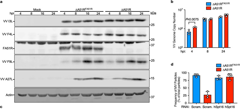 ΔA51R菌株表現(xiàn)出正常的病毒基因表達(dá)和基因組復(fù)制