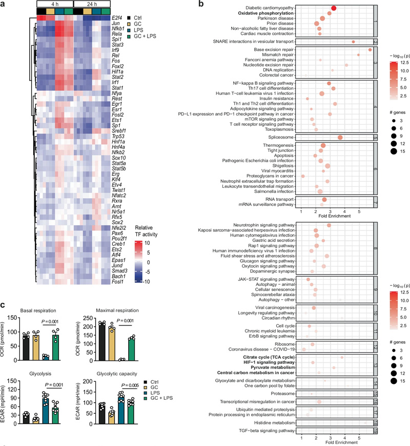 糖皮質(zhì)激素介導(dǎo)的轉(zhuǎn)錄和代謝控制