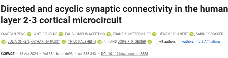 人類(lèi)2-3層皮層微電路中的定向和非循環(huán)突觸連接
