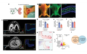 Nature：就是這個基因讓豬都能飛起來了