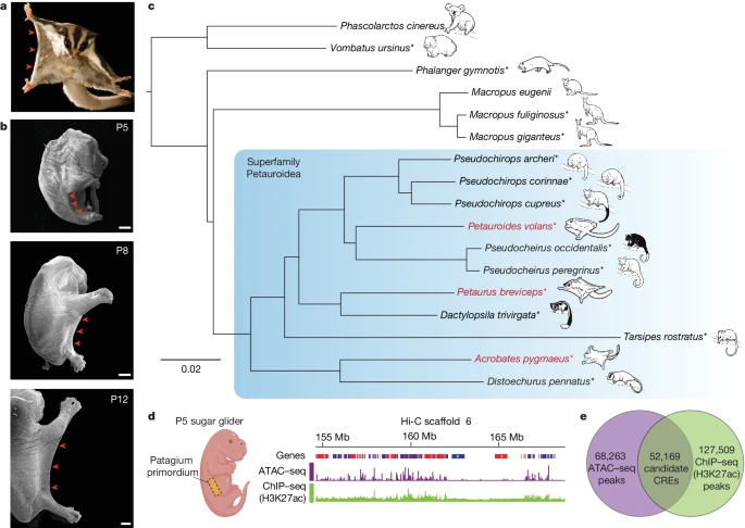 在親緣關(guān)系密切的有袋動(dòng)物物種中，斑蝶屬的趨同進(jìn)化。