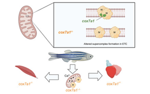 Cell子刊新研究揭示了線粒體蛋白在心臟再生中的關(guān)鍵作用