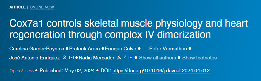Cox7a1通過復(fù)合物IV二聚化控制骨骼肌生理和心臟再生