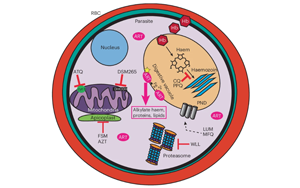 Nature子刊：tRNA修飾的細(xì)胞過程影響了瘧疾寄生蟲產(chǎn)生耐藥性的能力
