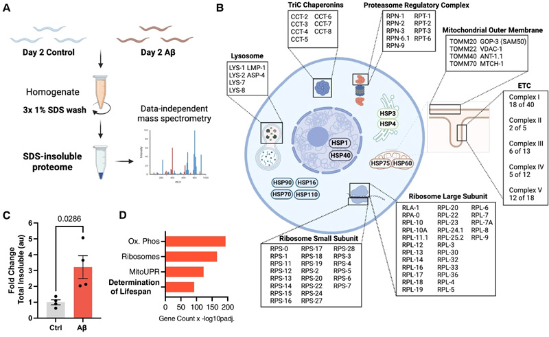 β淀粉樣蛋白驅(qū)動(dòng)蛋白質(zhì)組全蛋白質(zhì)的不溶性，類似于正常衰老