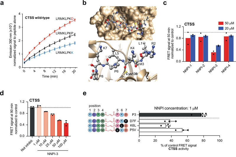 針對CTSS或CTSB的NNPI的設(shè)計(jì)和開發(fā)
