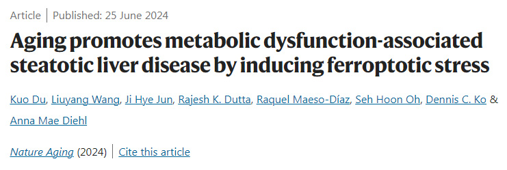 衰老通過誘導脫鐵應(yīng)激促進代謝功能障礙相關(guān)脂肪變性肝病