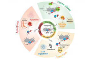 核糖體和ZAK蛋白刺激細(xì)胞對紫外線輻射損傷的初始反應(yīng)