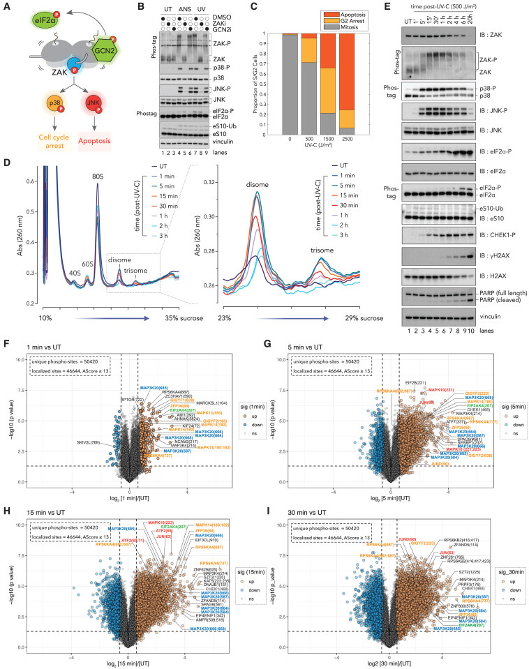 嗎啡導(dǎo)致GSNOR水平下調(diào)，促進(jìn)PKCα的S-蛋白亞硝基化，抑制其激酶活性，從而促進(jìn)嗎啡鎮(zhèn)痛耐受行為