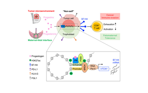 Cell：癌癥和懷孕具有共同的免疫分子機(jī)制！