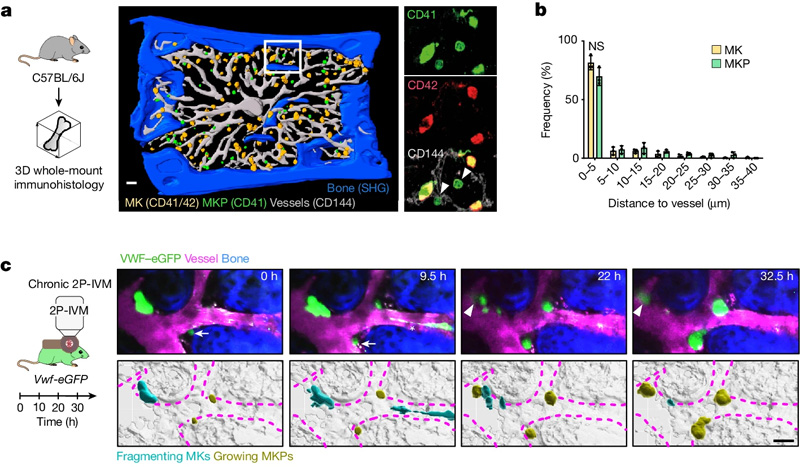 血小板生成和巨核生成的時(shí)空協(xié)調(diào)