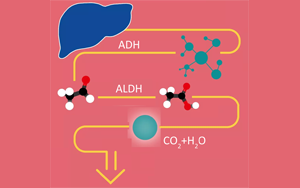 酒精在人體里是怎么“酶”的？