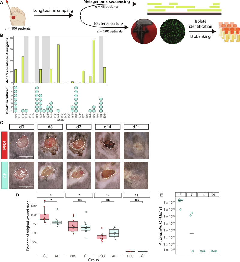 糞芽孢桿菌糾正異常的基質(zhì)金屬蛋白酶表達(dá)，促進糖尿病傷口的再上皮化