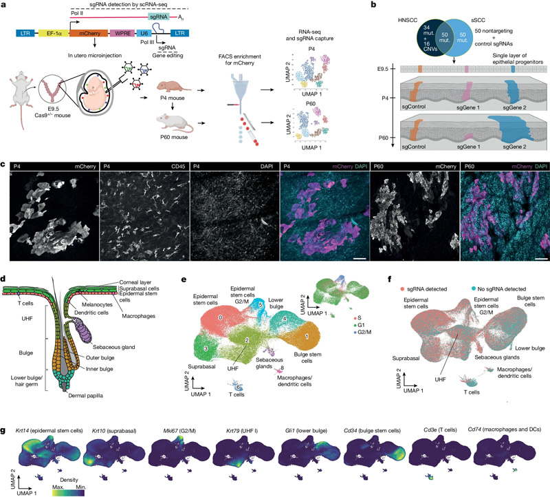 體內(nèi)CRISPR篩選以監(jiān)測小鼠皮膚中的克隆擴(kuò)增