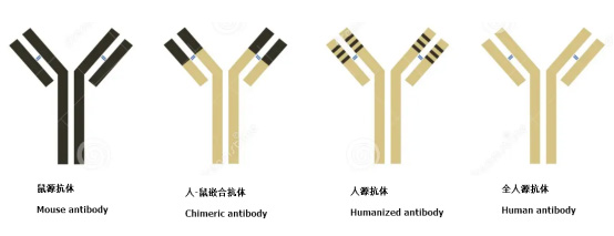 抗體人源化原理