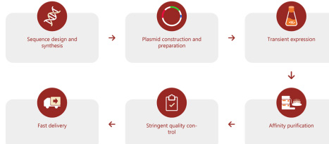 雙特異性抗體表達(dá)流程