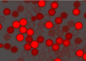 紅色羧基聚苯乙烯微球，粒徑300nm，4%固含量